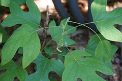Liriodendron tulipifera