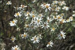 Olearia minor