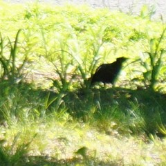 Aves