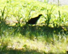 Aves