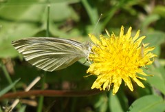 Pieris rapae