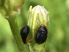 Strongylocoris leucocephalus