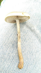 Psilocybe cubensis