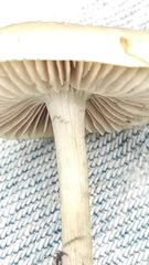 Psilocybe cubensis