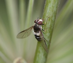 Leucozona laternaria