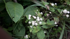 Ageratum conyzoides