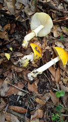 Amanita flavoconia image