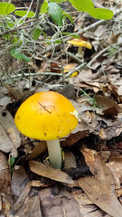 Amanita flavoconia image