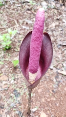 Amorphophallus commutatus