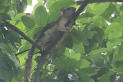 Sciurus variegatoides