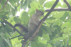 Sciurus variegatoides