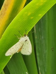 Spilosoma lubricipeda