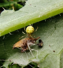 Theridion varians