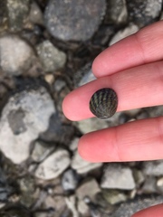 Steromphala umbilicaris