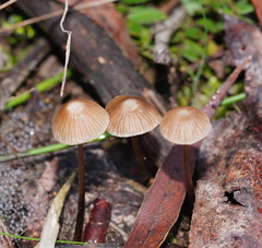 Mycena albidofusca