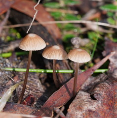Mycena albidofusca