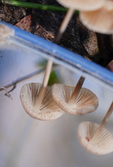 Mycena albidofusca
