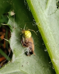 Theridion varians