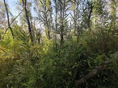 Acacia longissima