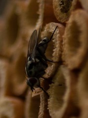 Anthomyia pluvialis