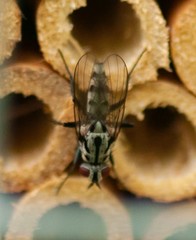 Anthomyia pluvialis
