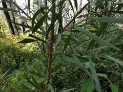Acacia longissima