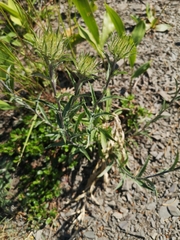 Carlina biebersteinii