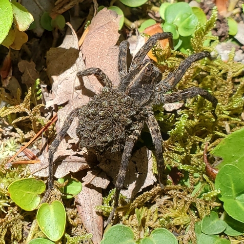 Georgia Wolf Spider photo 6