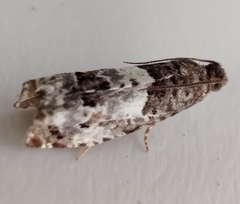 Notocelia trimaculana