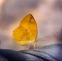Cupha erymanthis lotis
