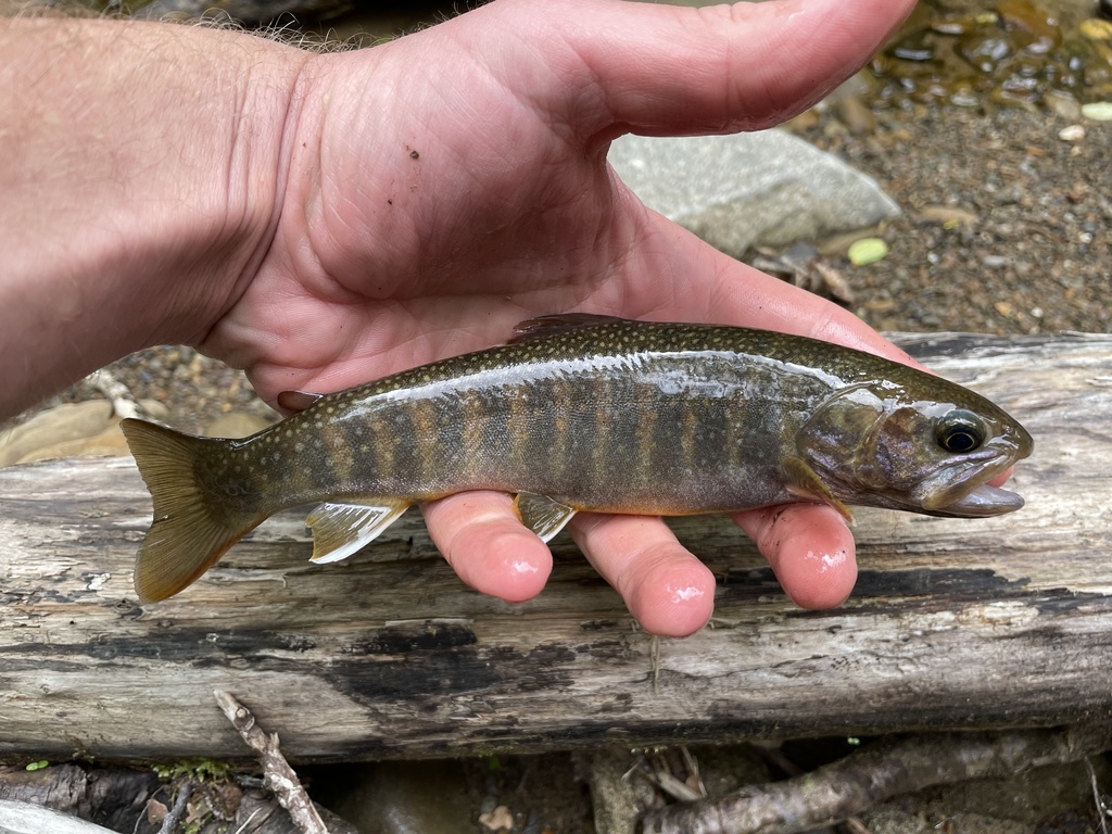 East siberian char (Salvelinus leucomaenis) — Salmonidae