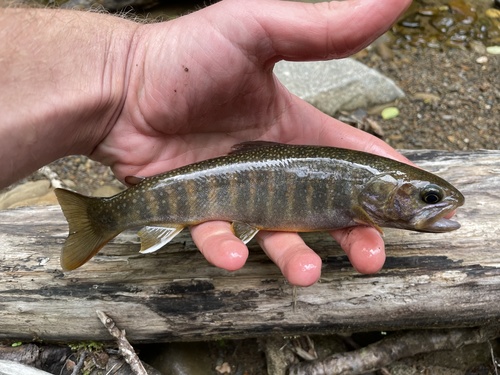 East siberian char (Salvelinus leucomaenis) — Salmonidae