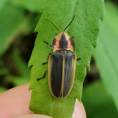 Pyractomena angulata