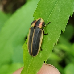 Pyractomena angulata