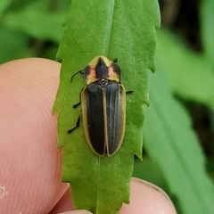 Pyractomena angulata