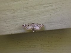 Parapoynx badiusalis