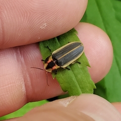 Pyractomena angulata