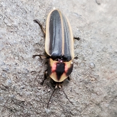 Pyractomena angulata