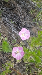 Convolvulus chinensis