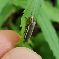 Pyractomena angulata