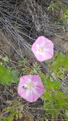 Convolvulus chinensis