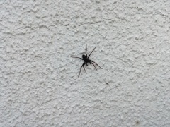 Pulchellodromus bistigma