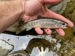 Salvelinus leucomaenis