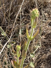 Kalanchoe brachyloba