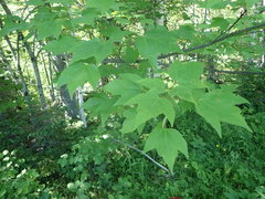 Acer rubrum image
