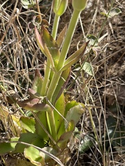 Kalanchoe brachyloba