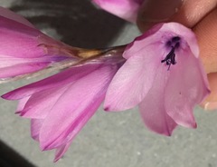 Dierama pendulum