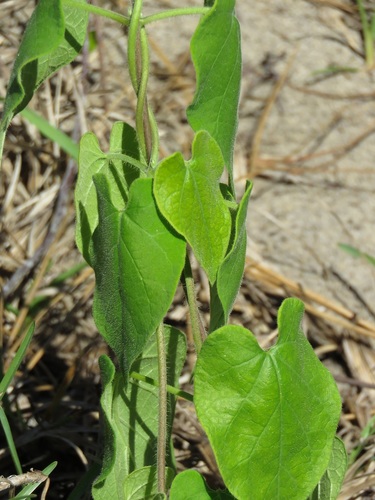 Matelea floridana image
