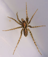 Pardosa pauxilla