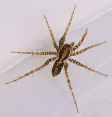 Pardosa pauxilla